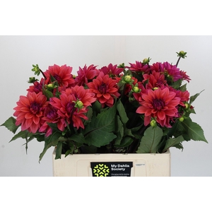 Dahlia American Dawn
