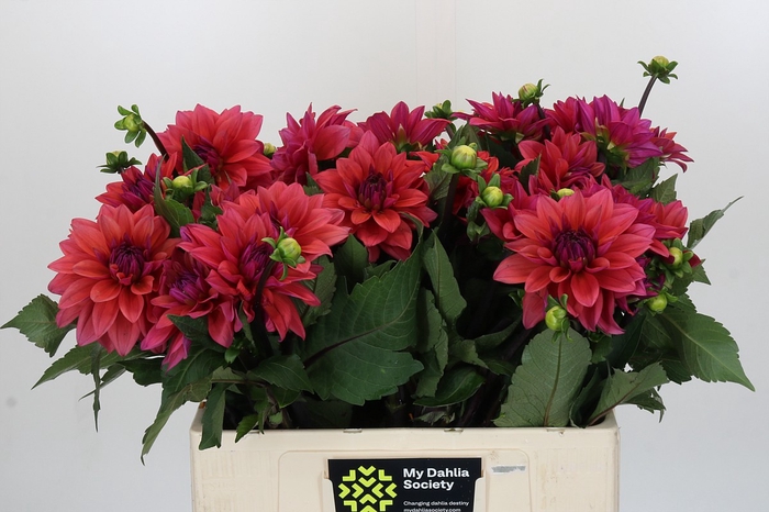 <h4>Dahlia American Dawn</h4>