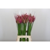 Nerine Roussy