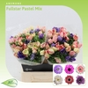 Anemone Fullstar Pastel Mix