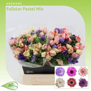 Anemone Fullstar Pastel Mix