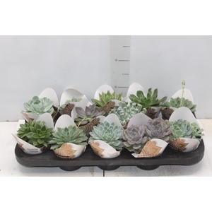 ECHEVERIA MINI P11