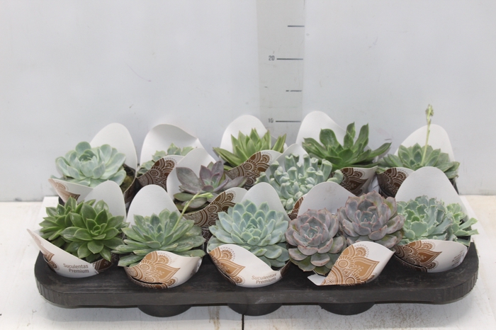 <h4>ECHEVERIA MINI P11</h4>