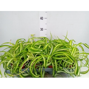 Chlorophytum com. 'Bonnie'