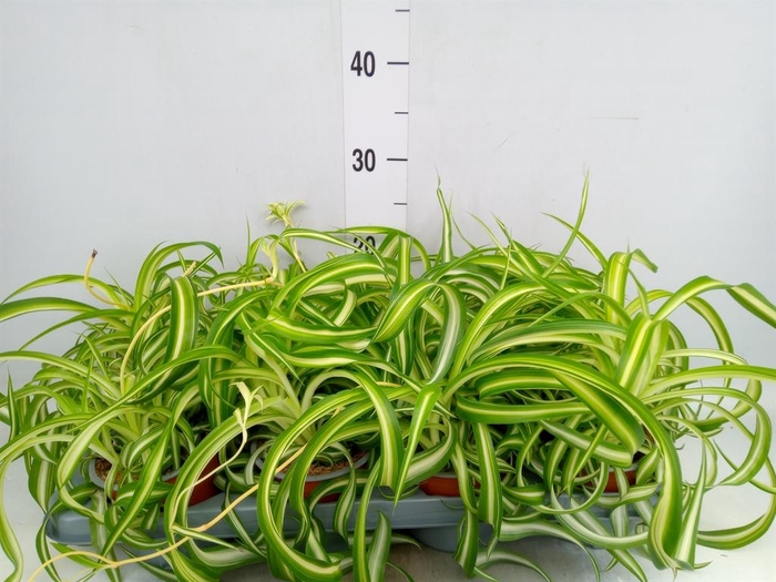 <h4>Chlorophytum com. 'Bonnie'</h4>