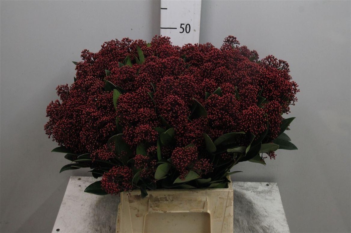 <h4>Skim J Rubella Bs</h4>