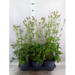 Astrantia major