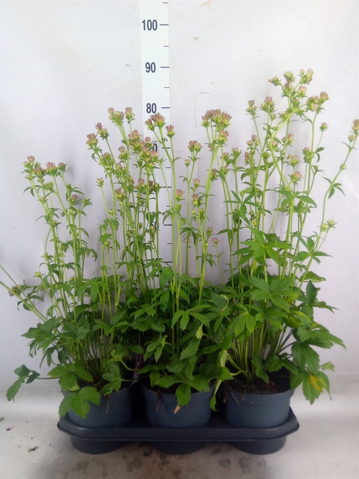 <h4>Astrantia major</h4>