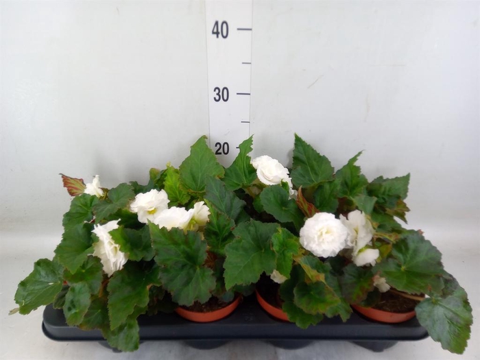 <h4>Begonia tuber. 'Tenella White'</h4>