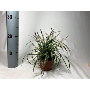 Carex 'Fisher's Form' p10,5