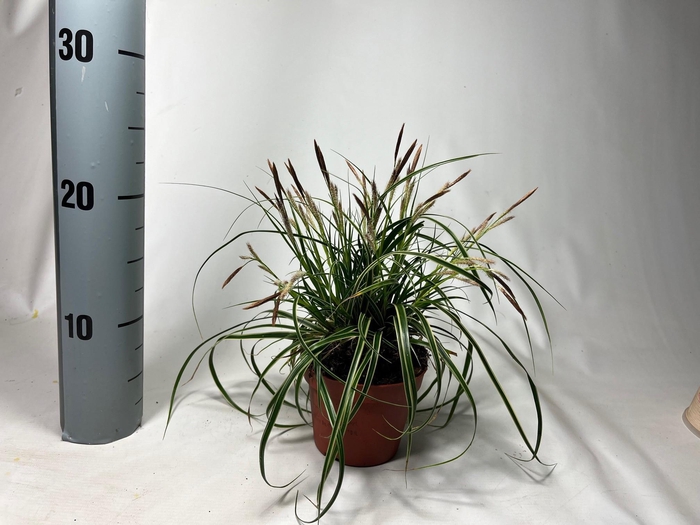 <h4>Carex 'Fisher's Form' p10,5</h4>