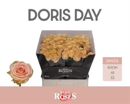 <h4>R Gr Doris Day</h4>