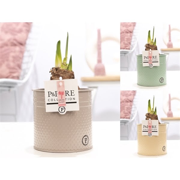 <h4>Hippeastrum pink in P&PURE zinc pot Louise 4 mix</h4>