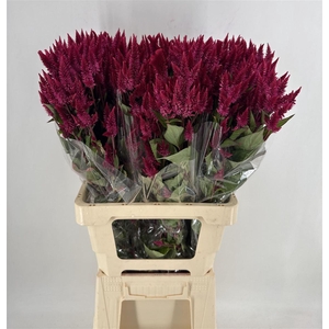 CELOSIA CELWAY RED