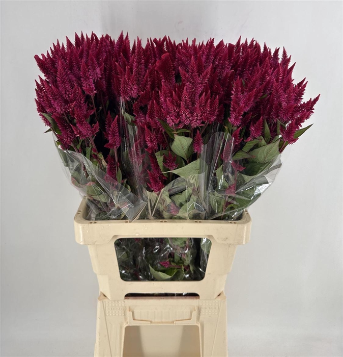 <h4>CELOSIA CELWAY RED</h4>