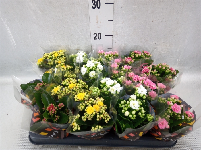 <h4>Kalanchoe blos.   ..rosebud mix  5</h4>