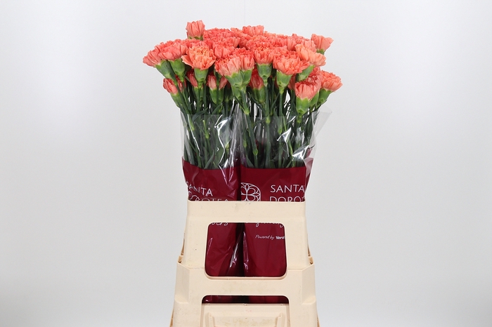 <h4>Di St Hermes Orange</h4>
