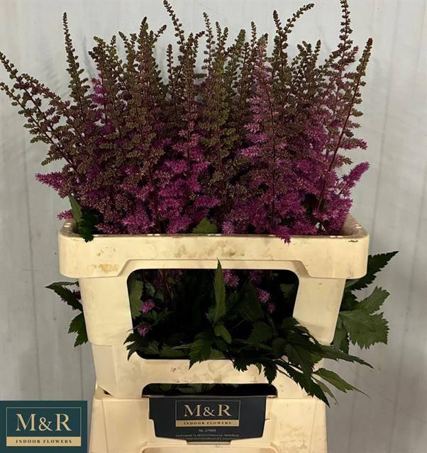 <h4>ASTIL MAGGIE DALEY</h4>