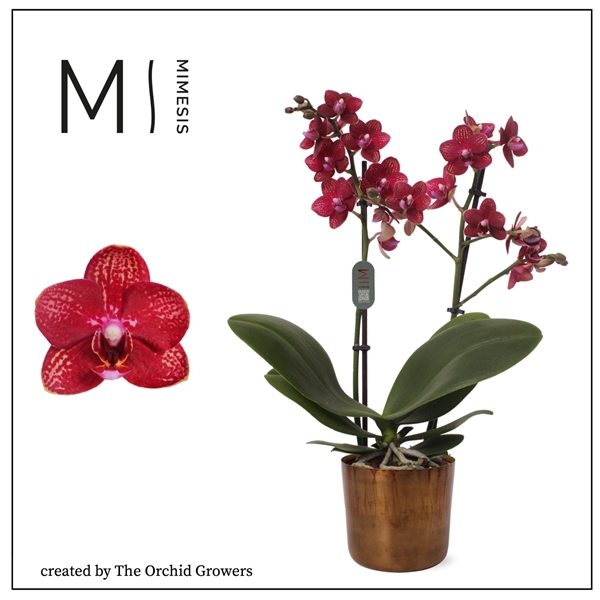 <h4>Mimesis Phal. Multi Red - 2 spike 12cm in Jess Old Camel Ceramic</h4>