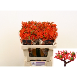 JATROPHA P FIRECRACK