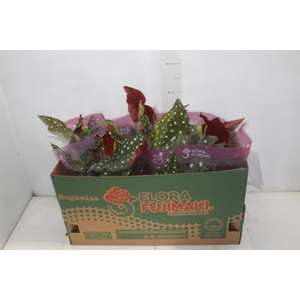 BEGONIA MACULATA P13 PO