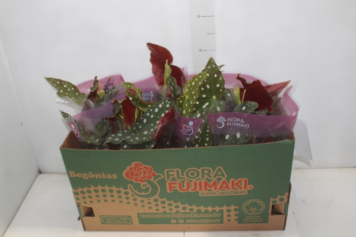<h4>BEGONIA MACULATA P13 PO</h4>
