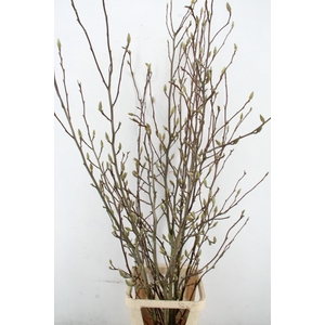 MAGNOLIA SOULANGEANA PER STEM 180CM