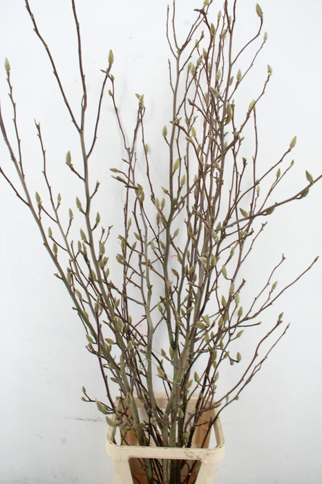 <h4>MAGNOLIA SOULANGEANA PER STEM 180CM</h4>