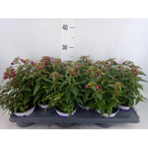 Fuchsia  'Bella Fuchsia Soila'