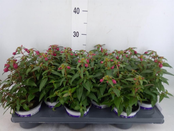 <h4>Fuchsia 'Bella Fuchsia Soila'</h4>