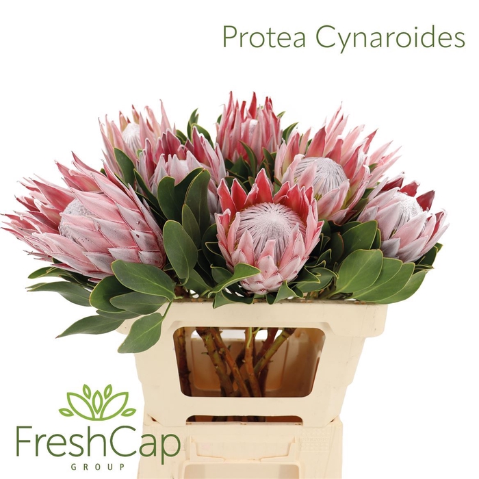<h4>Protea cynaroides</h4>