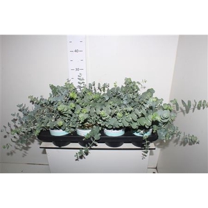 Eucal Cinerea