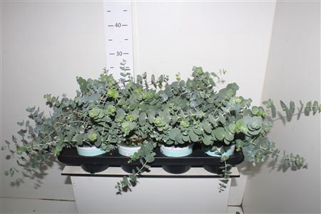 <h4>Eucal Cinerea</h4>