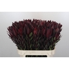 Leucadendron Saf Sunset Dark R.