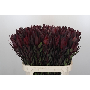 Leucadendron Saf Sunset Dark R.