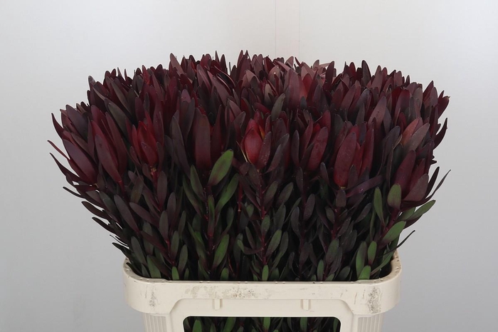Leucadendron Saf Sunset Dark R.