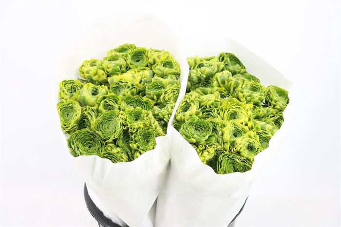 <h4>Ran Ponpon Ex Peter Pan</h4>