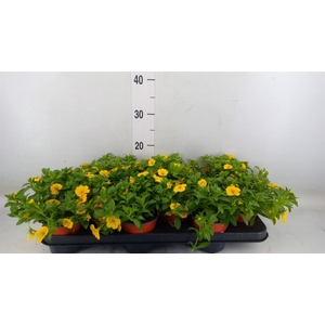 Calibrachoa  'Minifam Sun Yellow'