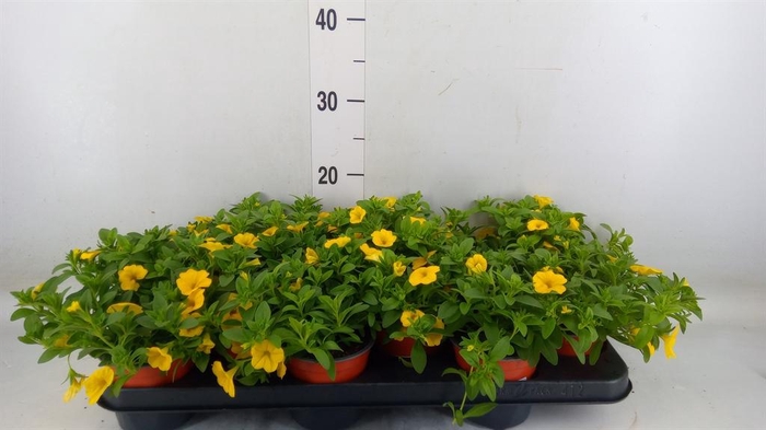 <h4>Calibrachoa 'Minifam Sun Yellow'</h4>