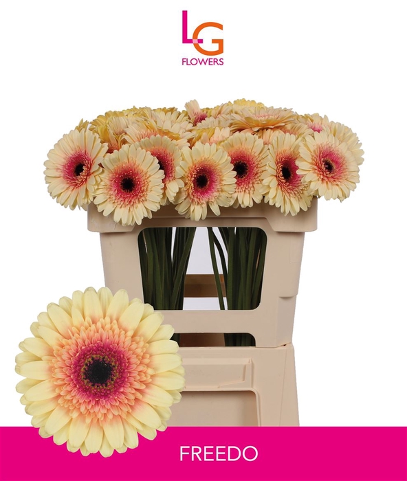 <h4>Ge Gr Freedo Hoes - Fust 996</h4>
