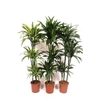 Dracaena fragrans overig gemengd 4 soorten 90-60-30