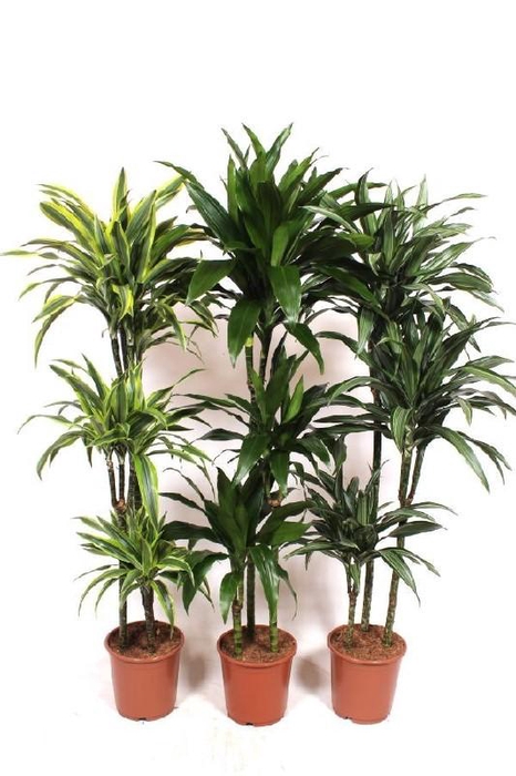Dracaena fragrans overig gemengd 4 soorten 90-60-30