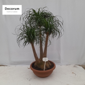 Beaucarnea vertakt op nummer 09