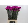 Dianthus St Tiepolo Fucsia