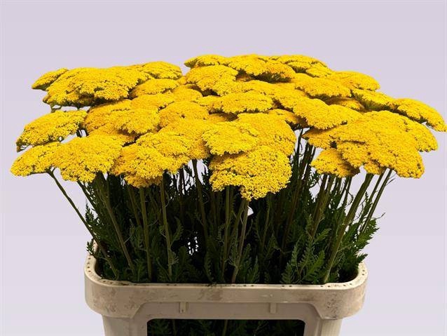 <h4>ACHIL F PARK VARIETY</h4>