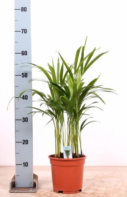 Dypsis Lutescens