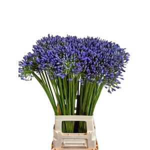 AGAP SWEDISH BLUE