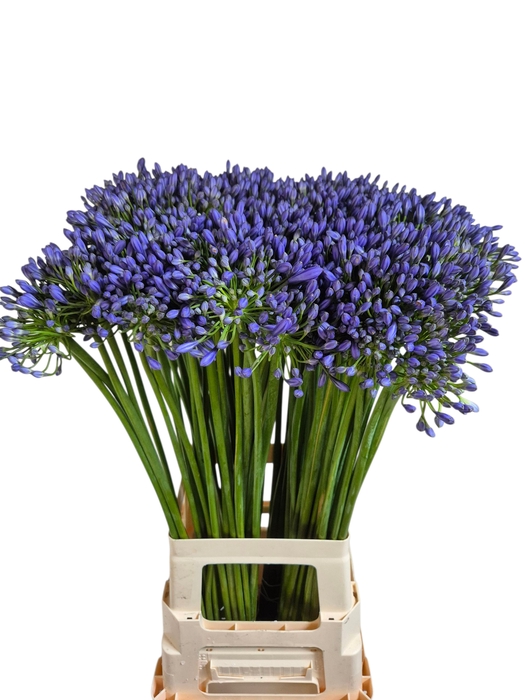 <h4>AGAP SWEDISH BLUE</h4>