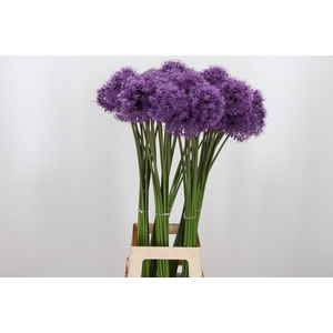 Allium Gladiator