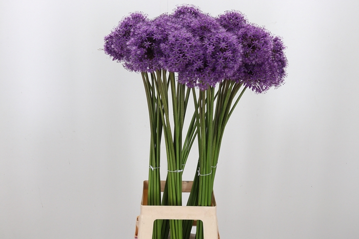 <h4>Allium Gladiator</h4>